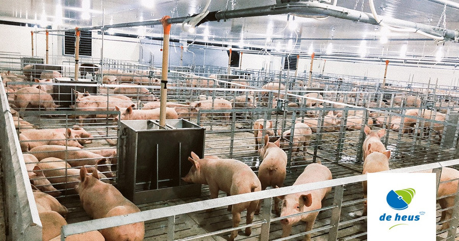 Trang trại chăn nuôi heo cụ kị, ông bà tại Tổ hợp Nông nghiệp công nghệ cao DHN Đắk Lắk, do Tập đoàn De Heus (Hà Lan) liên doanh đầu tư với Tập đoàn Hùng Nhơn (TP.HCM). Trang trại chăn nuôi heo cụ kị, ông bà tại Tổ hợp Nông nghiệp công nghệ cao DHN Đắk Lắk, do Tập đoàn De Heus (Hà Lan) liên doanh đầu tư với Tập đoàn Hùng Nhơn (TP.HCM).