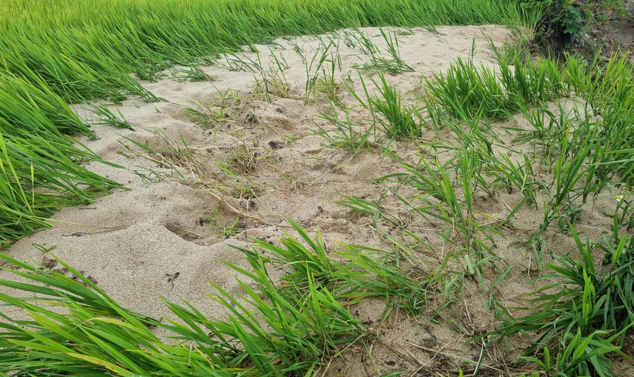 Mưa lớn gây thiệt hại nhiều diện tích cây trồng của bà con tại xã Ayun. Ảnh: Hà Phương