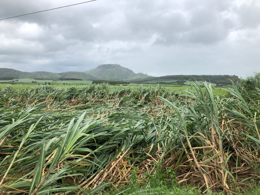 Nhiều diện tích mía ở huyện Kbang bị đổ rạp. Ảnh: Ngọc MInh
