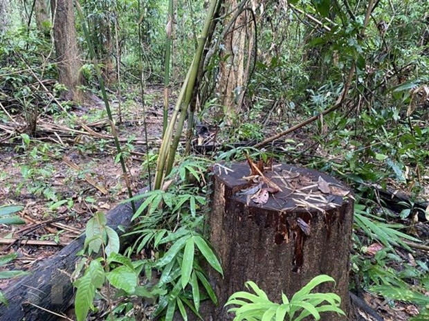 Hiện trường vụ phá rừng. Ảnh: TTXVN Hiện trường vụ phá rừng. (Ảnh: TTXVN phát)