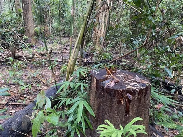 Hiện trường vụ phá rừng. (Ảnh: TTXVN phát)