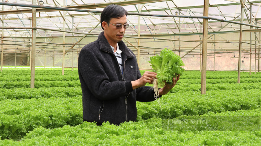 Doanh nghiệp chuyên sản xuất rau sạch ở Lâm Đồng khá bức xúc với vụ việc rau chợ gắn mác VietGAP. Ảnh: Văn Long. Doanh nghiệp chuyên sản xuất rau sạch ở Lâm Đồng khá bức xúc với vụ việc rau chợ gắn mác VietGAP. Ảnh: Văn Long.