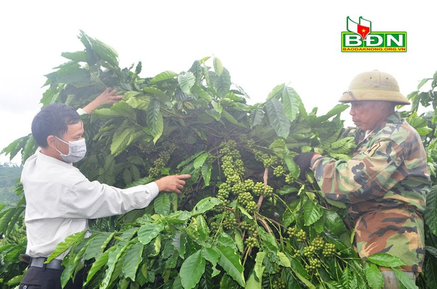 Cà phê dây của người dân xã Thuận An (huyện Đắk Mil, tỉnh Đắk Nông) đạt năng suất 6-8 tấn/ha