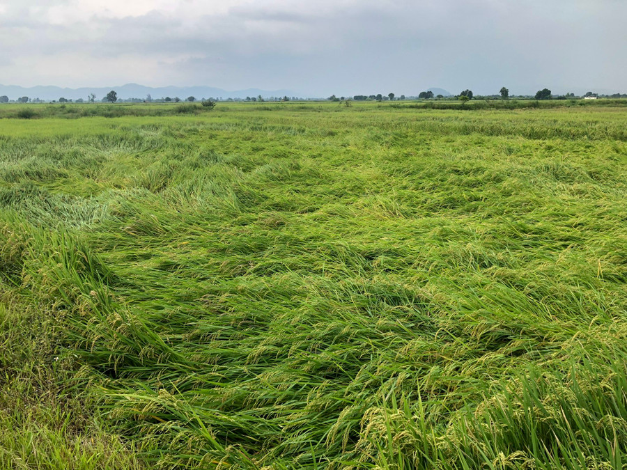 Hàng chục ha lúa chín vàng bị ngã đổ. Ảnh LÊ NAM