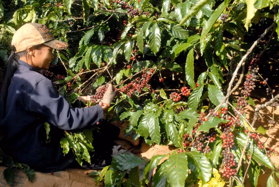 Thị phần cà phê của Việt Nam trong tổng lượng nhập khẩu của Anh tăng mạnh. Ảnh: T.N