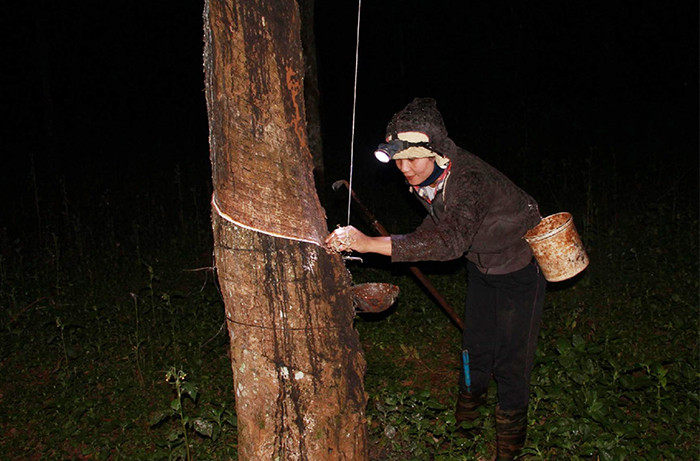 Những người cạo mủ ban đêm đối mặt với nhiều nguy hiểm.