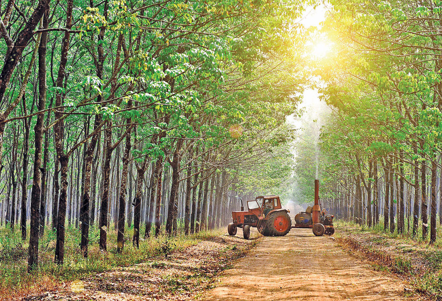 Vườn cây cao su của Công ty TNHH một thành viên Cao su Chư Păh. Ảnh: Đức Thụy