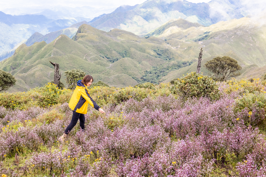  Khoảnh khắc bắt gặp hoa chi pâu trong ánh bình minh, mọi mệt mỏi của chặng đường leo núi dường như tan biến. Ảnh: Nguyễn Anh Chiêm