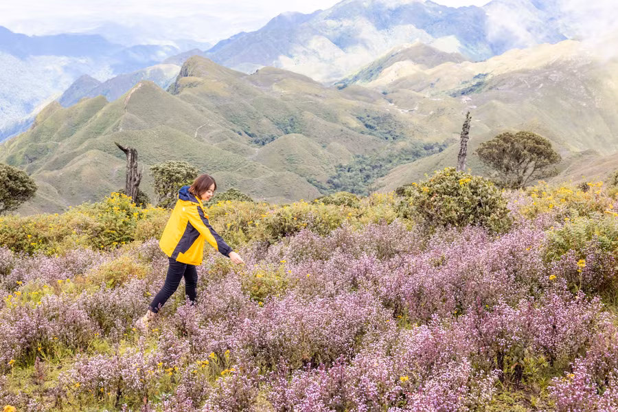  Khoảnh khắc bắt gặp hoa chi pâu trong ánh bình minh, mọi mệt mỏi của chặng đường leo núi dường như tan biến. Ảnh: Nguyễn Anh Chiêm