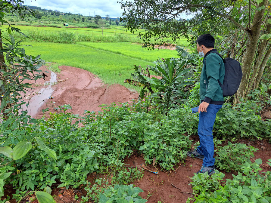 Nhiều diện tích lúa của người dân bị mất trắng do đất bồi lấp. Ảnh: Nguyễn Quang