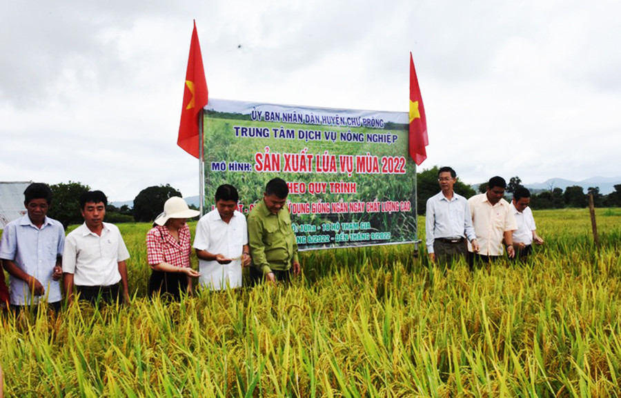 Lãnh đạo huyện Chư Prông kiểm tra mô hình sản xuất lúa vụ mùa 2022 tại cánh đồng làng Klă, xã Ia Mơr. Ảnh: Vĩnh Hoàng  Lãnh đạo huyện Chư Prông kiểm tra mô hình sản xuất lúa vụ mùa 2022 tại cánh đồng làng Klă, xã Ia Mơr. Ảnh: Vĩnh Hoàng