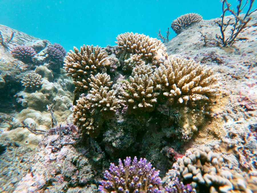 Du khách trải nghiệm lặn biển ngắm san hồ. Ảnh: Thanh Toàn 