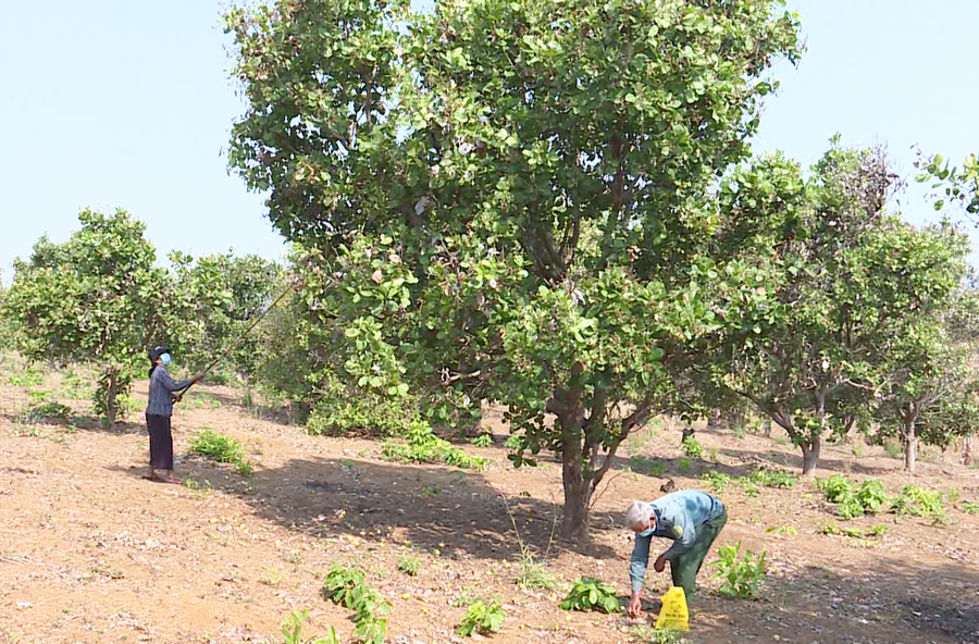 Người dân thôn Đức Hưng, xã Ia Nan thu hoạch điều. Ảnh: Ngọc Sang
