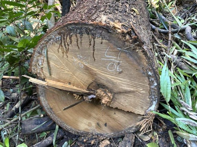 Một số thân gỗ bị cưa hạ tại hiện trường.