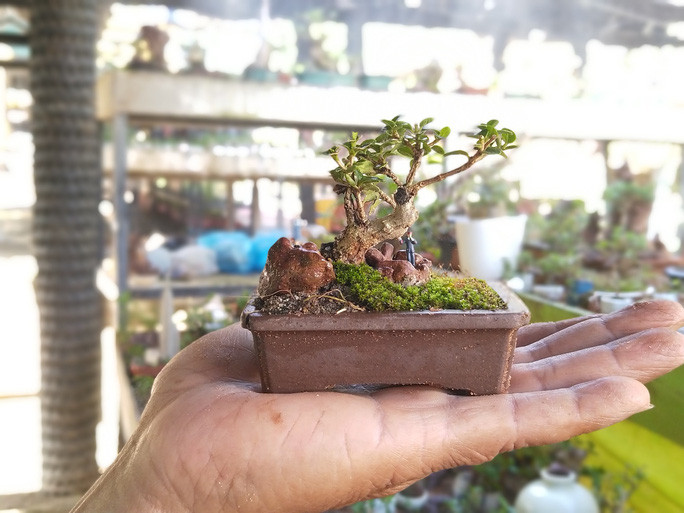 Quá trình tạo bonsai tí hon trải qua nhiều công đoạn, nhưng khó nhất vẫn là tạo bộ rễ và thân cây cảnh do nó quá nhỏ cần phải chăm chút kỹ. Ảnh: Người lao động