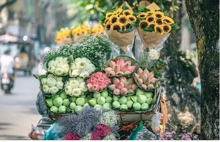 Hướng dương rực rỡ nổi bật trong những chùm thạch thảo mỏng manh cùng sắc hồng phai dịu ngọt của hoa sen kéo lòng người dịu lại giữa phố xá ồn ào, tấp nập. Ảnh: Bùi Ngọc Công