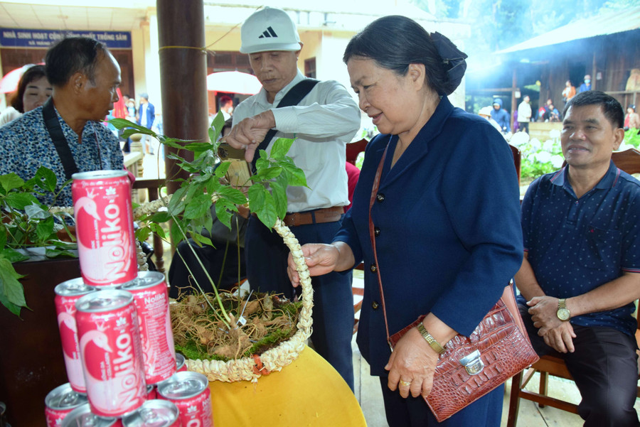 Bà Y Vêng- nguyên Ủy viên Trung ương Đảng, nguyên Bí thư Tỉnh ủy tham quan gian trưng bày sâm Ngọc Linh. Ảnh: HL Bà Y Vêng- nguyên Ủy viên Trung ương Đảng, nguyên Bí thư Tỉnh ủy tham quan gian trưng bày sâm Ngọc Linh. Ảnh: HL