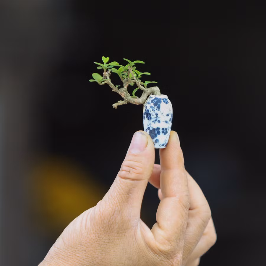 Nhiều chậu cây cảnh trong vườn chỉ cao 5-10cm. Ảnh: Vnexpress