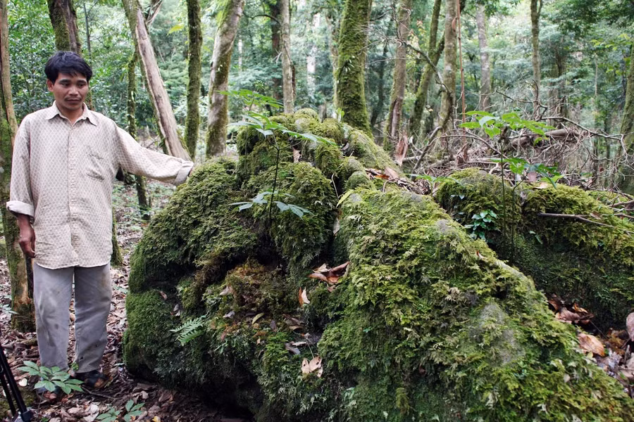  Cây sâm mọc trên đá trên núi Ngọc Linh. Ảnh: H.L