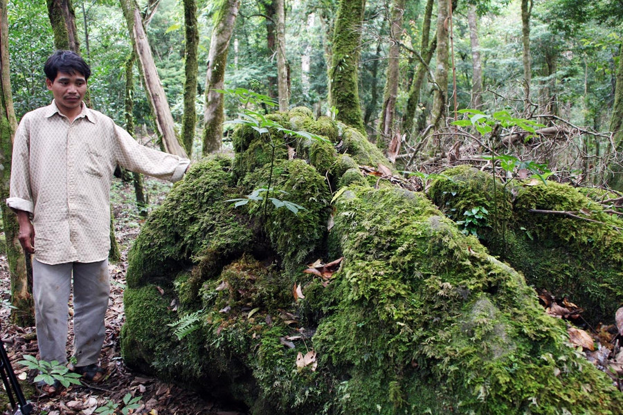 Cây sâm mọc trên đá trên núi Ngọc Linh. Ảnh: H.L Cây sâm mọc trên đá trên núi Ngọc Linh. Ảnh: H.L