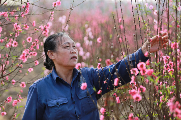 Người dân chăm sóc hoa đào để chuẩn bị bán ra thị trường. Ảnh nguồn TTO Người dân chăm sóc hoa đào để chuẩn bị bán ra thị trường. Ảnh nguồn TTO