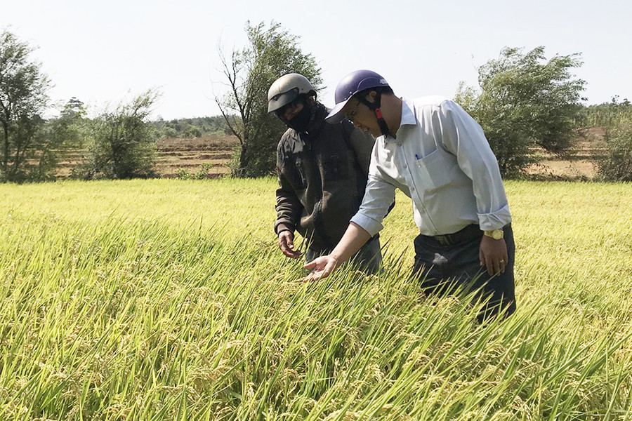 Hợp tác xã Dịch vụ sản xuất kinh doanh nông-lâm nghiệp Long Hưng liên kết với các hộ dân trồng lúa J02 tại cánh đồng Ia Sái, xã Ia Phang, huyện Chư Pưh. Ảnh: Phạm Ngọc Hợp tác xã Dịch vụ sản xuất kinh doanh nông-lâm nghiệp Long Hưng liên kết với các hộ dân trồng lúa J02 tại cánh đồng Ia Sái, xã Ia Phang, huyện Chư Pưh. Ảnh: Phạm Ngọc