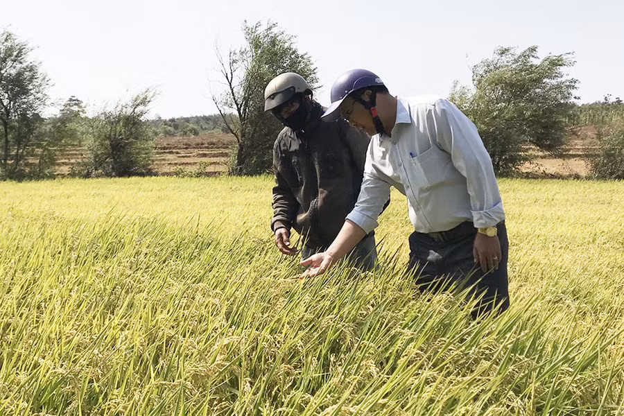  Hợp tác xã Dịch vụ sản xuất kinh doanh nông-lâm nghiệp Long Hưng liên kết với các hộ dân trồng lúa J02 tại cánh đồng Ia Sái, xã Ia Phang, huyện Chư Pưh. Ảnh: Phạm Ngọc
