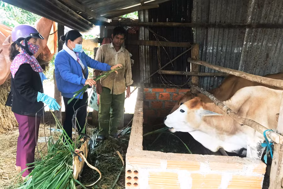 Cán bộ Trung tâm Dịch vụ nông nghiệp huyện Mang Yang hướng dẫn người dân chăm sóc đàn bò. Ảnh: Nguyễn Diệp