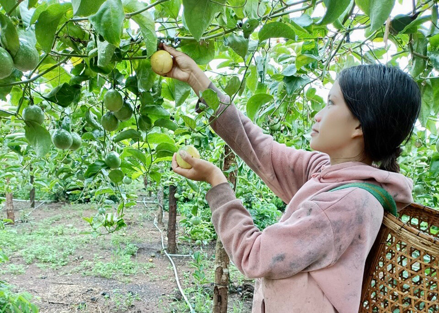 Chị Trần Thị Tâm (xã Kon Chiêng, huyện Mang Yang) thu hoạch chanh dây vàng hương ổi. Ảnh: Gia Linh  Chị Trần Thị Tâm (xã Kon Chiêng, huyện Mang Yang) thu hoạch chanh dây vàng hương ổi. Ảnh: Gia Linh