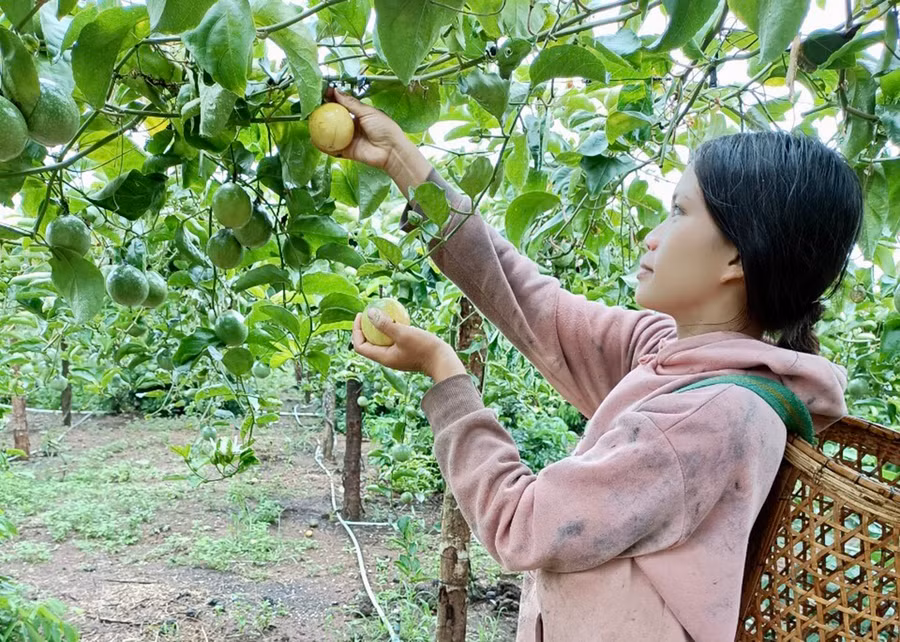 Chị Trần Thị Tâm (xã Kon Chiêng, huyện Mang Yang) thu hoạch chanh dây vàng hương ổi. Ảnh: Gia Linh Chị Trần Thị Tâm (xã Kon Chiêng, huyện Mang Yang) thu hoạch chanh dây vàng hương ổi. Ảnh: Gia Linh