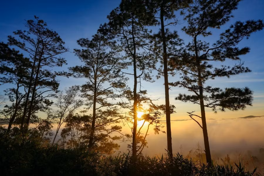Măng Đen mỗi sáng bình minh. Ảnh: Thùy Trinh