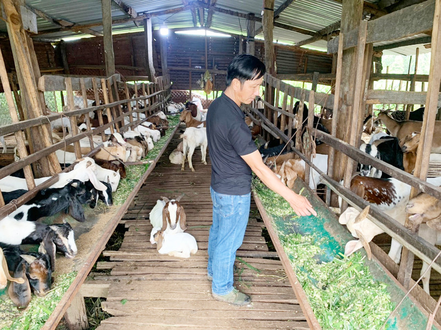 Anh Trương Viết Thảo chăm sóc đàn dê của gia đình. Ảnh: Quang Tấn Anh Trương Viết Thảo chăm sóc đàn dê của gia đình. Ảnh: Quang Tấn