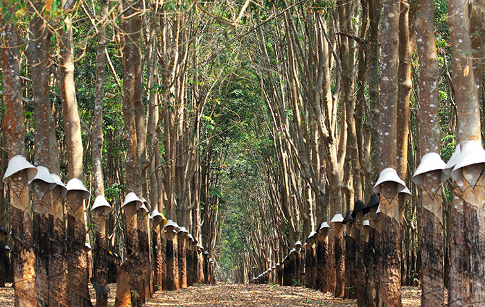 Những rừng cao su ở khắp các vùng Tây Nguyên, Đông nam Bộ, miền Trung đang vào mùa cạo mủ.