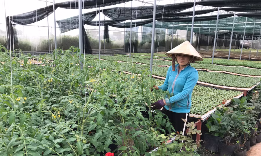 Hợp tác xã Nông nghiệp và dịch vụ An Phú Thịnh (TP. Pleiku) sản xuất rau quả an toàn theo hướng VietGAP. Ảnh: Nguyễn Diệp