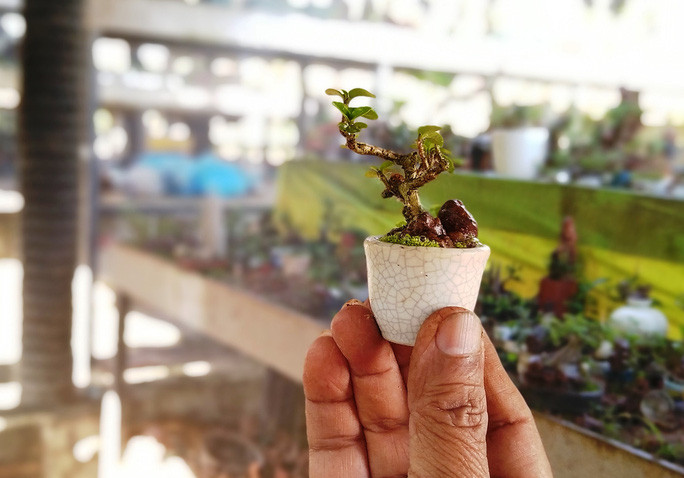Cây cảnh bonsai nhỏ đến mức chưa bằng ngón tay khiến khách tham quan phải trầm trồ. Ảnh: Người lao động.