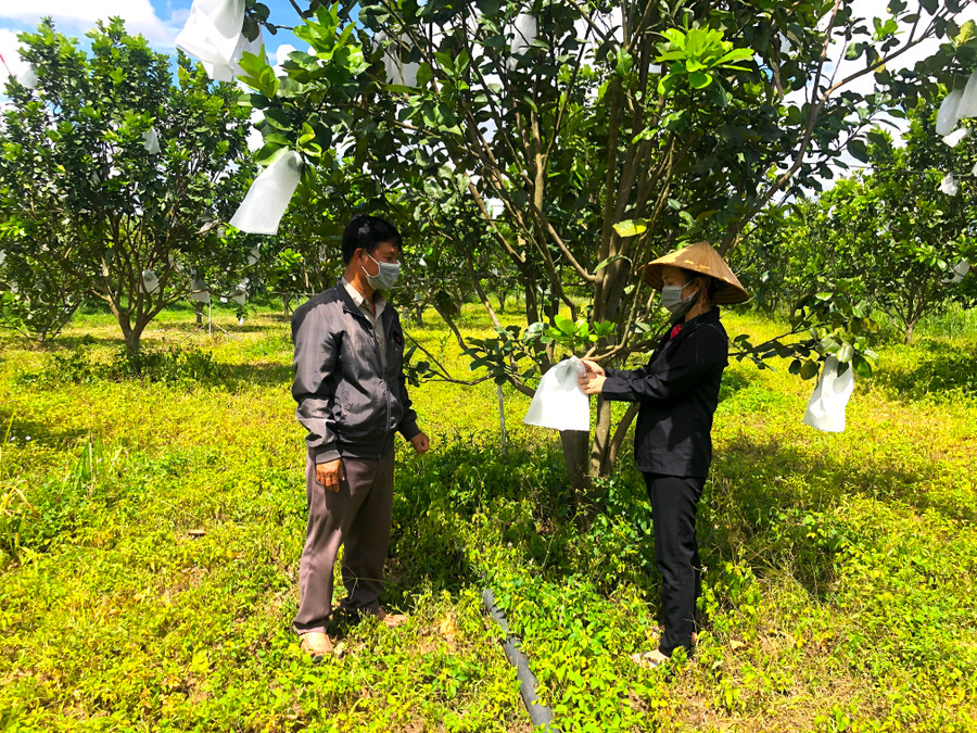 Nhờ nguồn vốn Quỹ Hỗ trợ nông dân, hội viên xã Cửu An, thị xã An Khê phát triển mô hình trồng trọt. Ảnh: Ngọc Minh