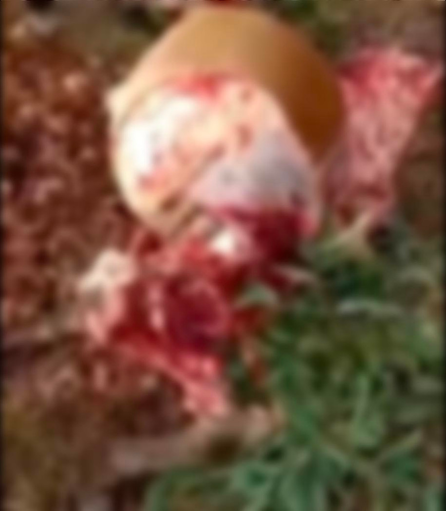 Kẻ gian xẻ thịt bò của chị Tiơn lấy đi toàn bộ 4 đùi và phần thịt. Ảnh: Lê Anh Kẻ gian xẻ thịt bò của chị Tiơn lấy đi toàn bộ 4 đùi và phần thịt. Ảnh: Lê Anh