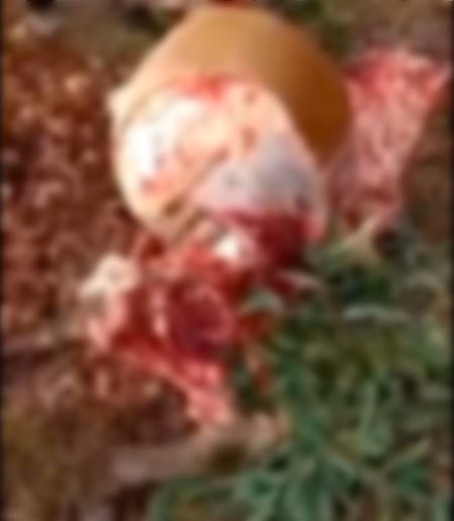 Kẻ gian xẻ thịt bò của chị Tiơn lấy đi toàn bộ 4 đùi và phần thịt. Ảnh: Lê Anh