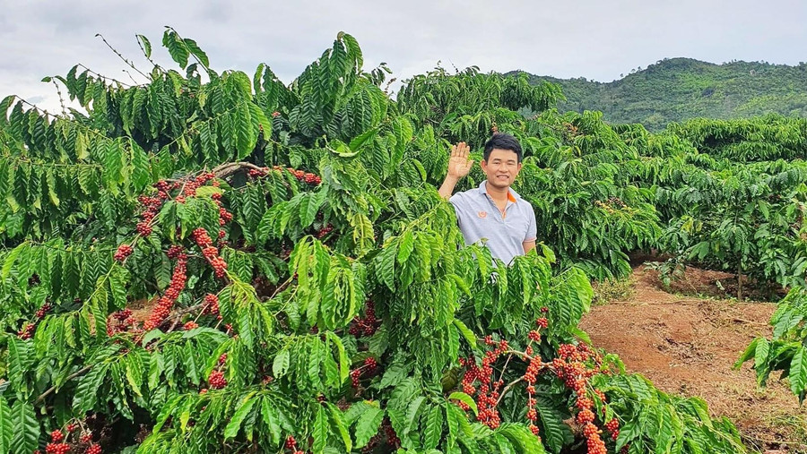 Anh Vũ Văn Tuyền bên vườn cà phê của mình dưới chân núi Lu. Ảnh: Phương Dung