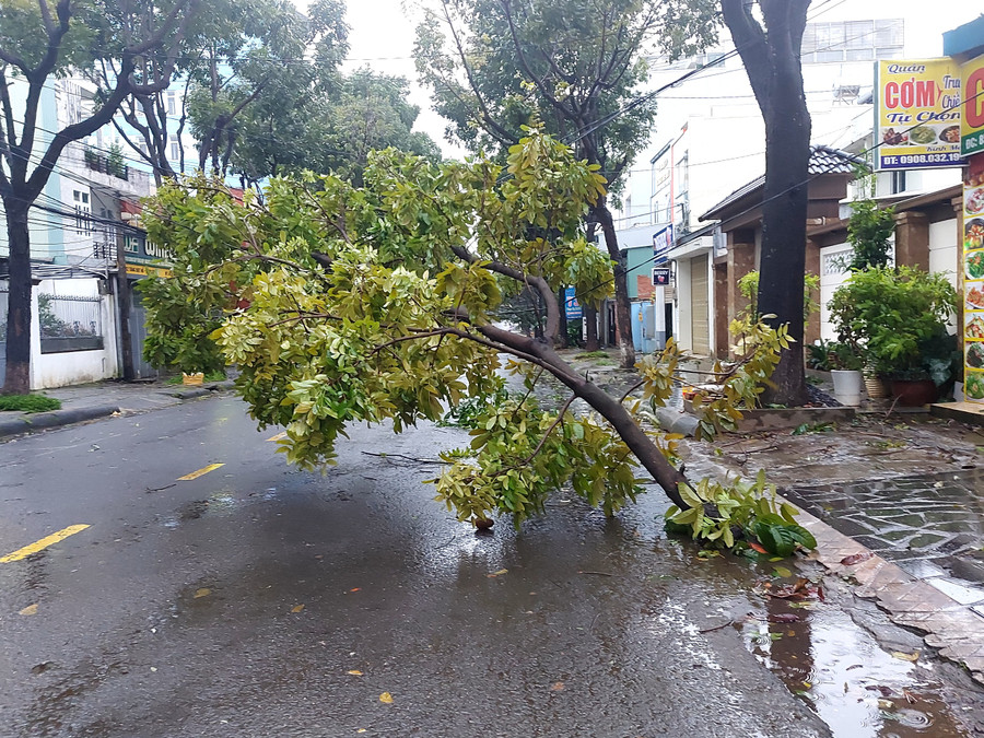 Cây xanh bị ngã đổ trên đường Tăng Bạt Hổ (TP. Pleiku). Ảnh: Nguyễn Tú