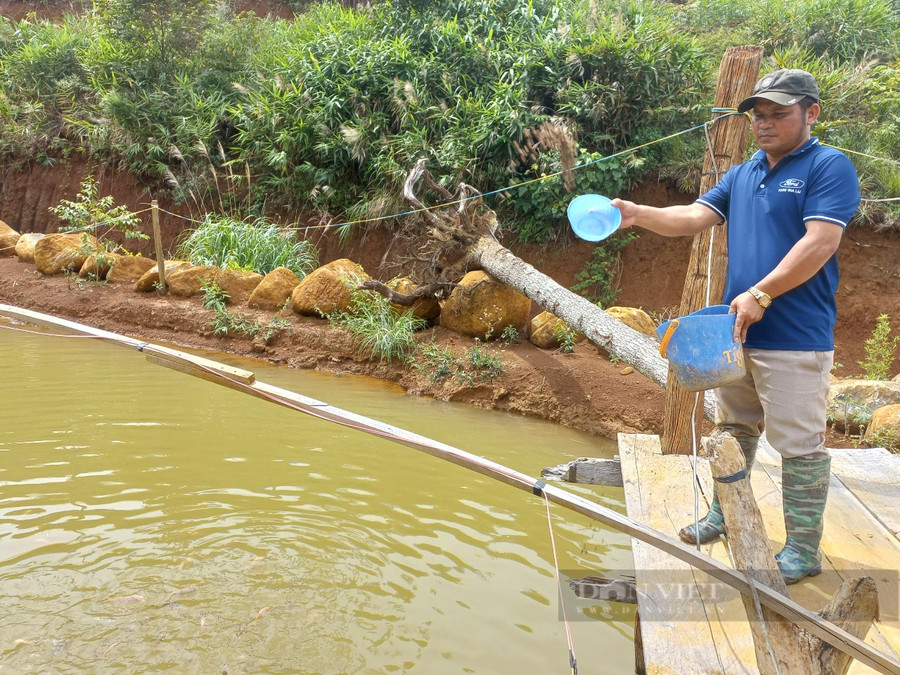 Hiện nay, tính riêng trồng trọt và chăn nuôi, gia đình anh Diêu có lợi nhuận khoảng 2,5 tỷ đồng mỗi năm. Ảnh: H.L