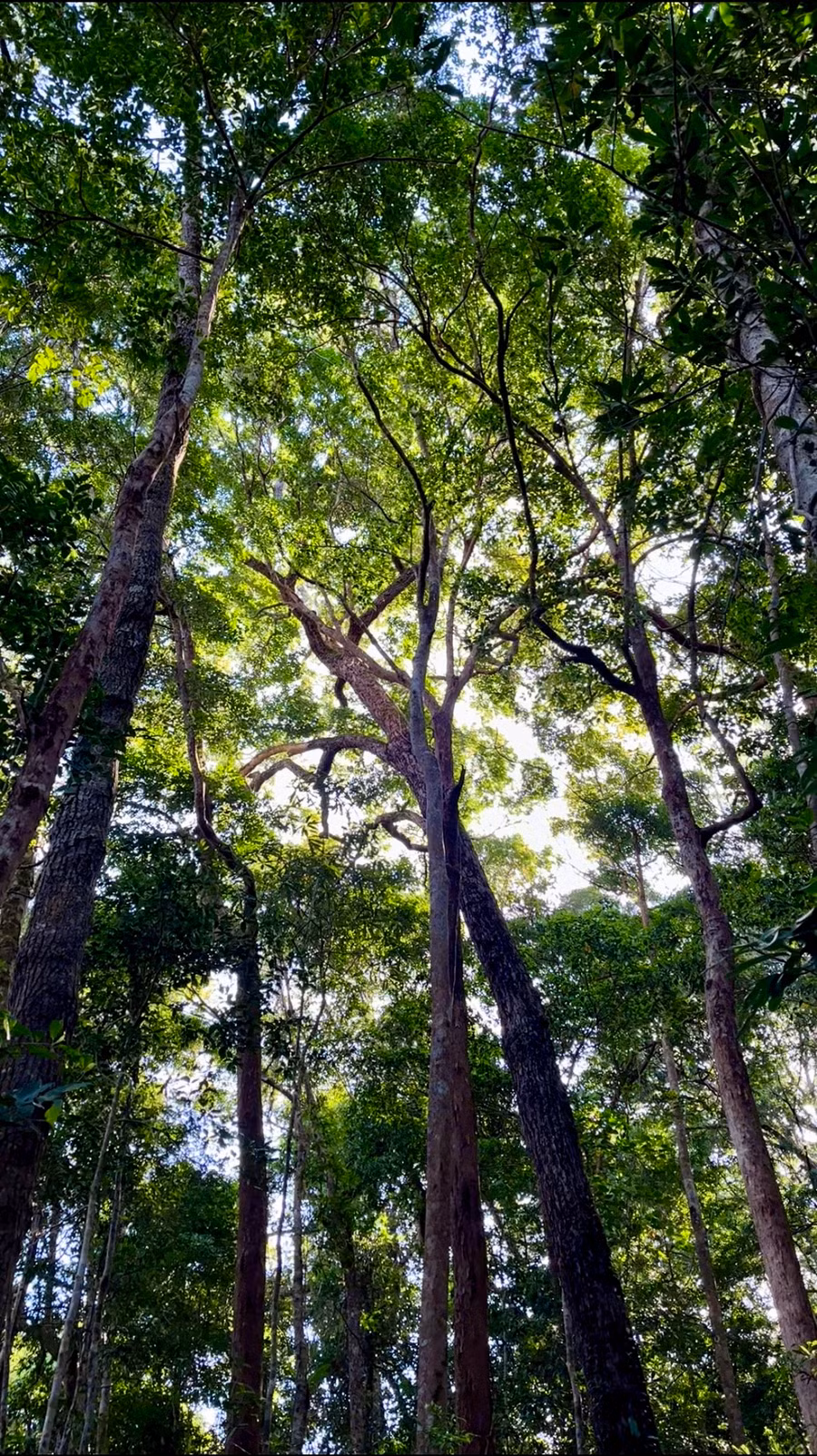 Đi giữa rừng nguyên sinh, du khách thỏa thích hít hà mùi hương cây cỏ, lá mục và ngắm nhìn tia nắng lấp ló qua những tán cây mát rượi