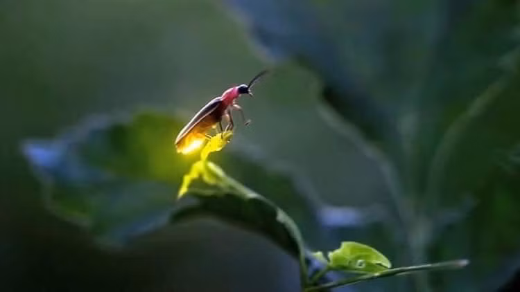 Nhưng con đom đóm xa lạ với người TP, nhưng lại gần gũi với người dân miền sông nước