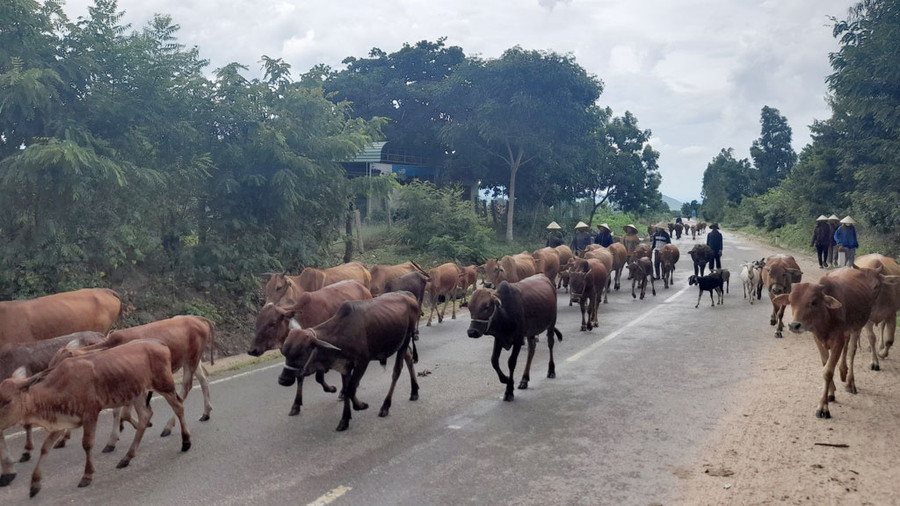  Krông Pa - nơi có đàn bò lớn nhất Gia Lai. Ảnh: Trần Hiếu
