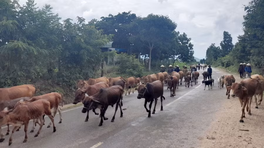 Krông Pa - nơi có đàn bò lớn nhất Gia Lai. Ảnh: Trần Hiếu Krông Pa - nơi có đàn bò lớn nhất Gia Lai. Ảnh: Trần Hiếu