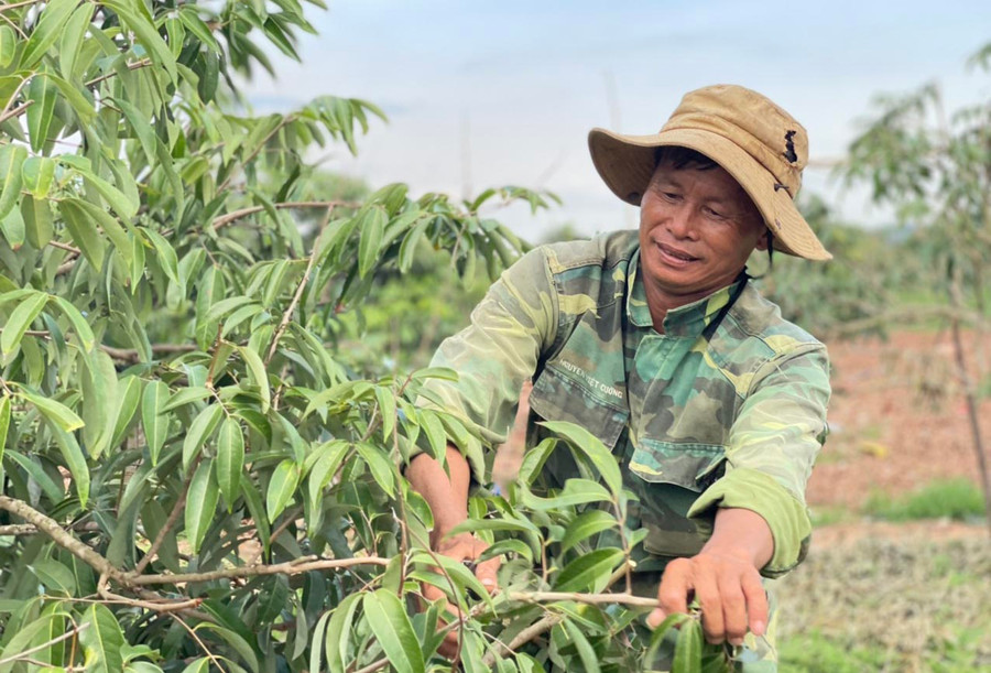 Ông Nguyễn Văn Huế đang chăm sóc vườn vải của gia đình. Ảnh: Lam Nguyên