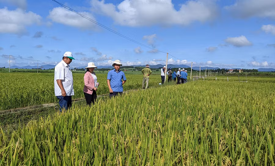  Nghiệm thu giống lúa mới BDR 79 tại cánh đồng Hồ Thôn Trang, làng Jun, xã Yang Bắc. Ảnh: Nguyễn Hiền 