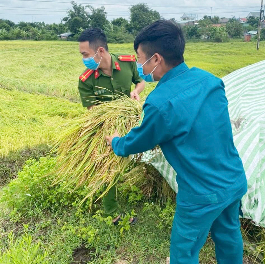 Công an xã Ayun Hạ (huyện Phú Thiện) cùng dân quân xã giúp người dân thu hoạch lúa bị ảnh hưởng của bão số 4. Ảnh Fanpage Công an huyện Phú Thiện Công an xã Ayun Hạ (huyện Phú Thiện) cùng dân quân xã giúp người dân thu hoạch lúa bị ảnh hưởng của bão số 4 (ảnh Fanpage Công an huyện Phú Thiện).
