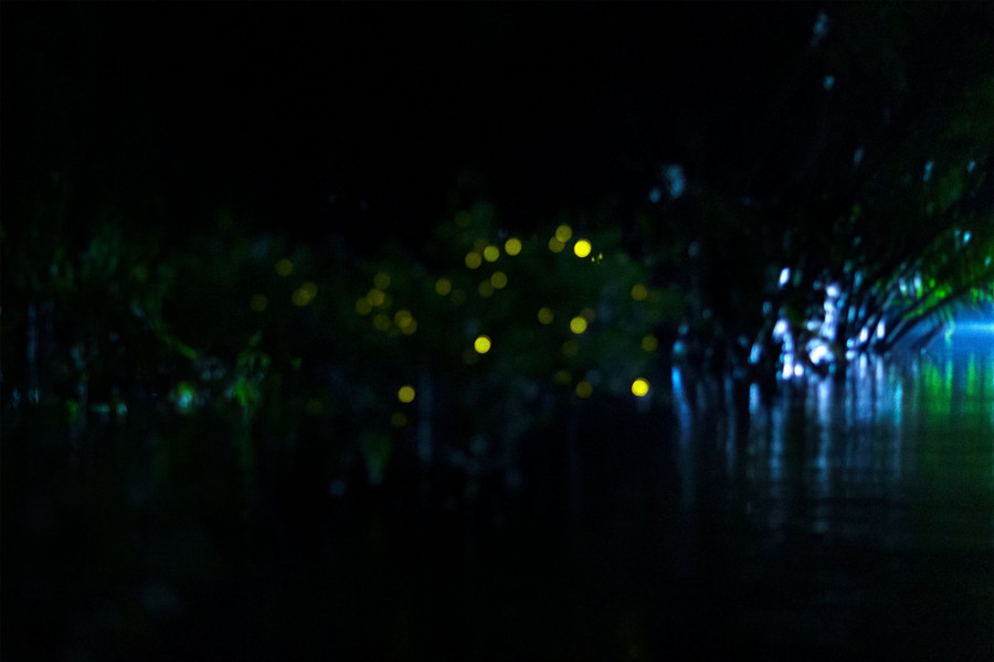 Đom đóm thắp sáng bờ sông Ba Lai