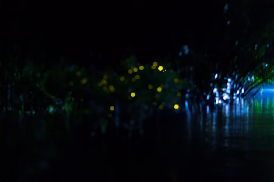 Đom đóm thắp sáng bờ sông Ba Lai